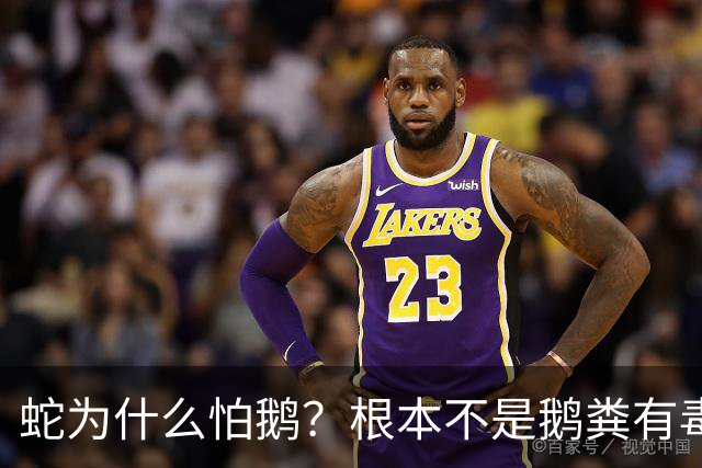 蛇为什么怕鹅？根本不是鹅粪有毒！真正原因是大鹅三大绝杀技能